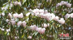 陕西万亩高山杜鹃竞相绽放 “花海经济”铺就文